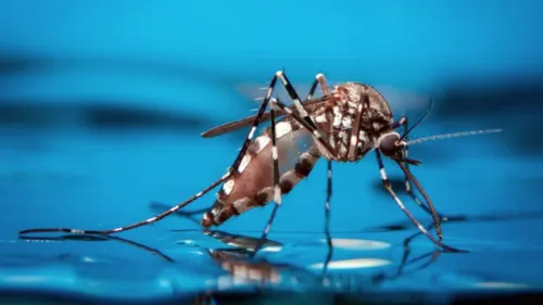  Aedes aegypti, mosquito transmissor da doença