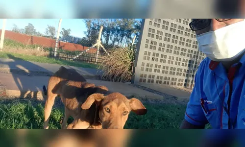 Agentes fiscais resgatam cachorro em situação de maus tratos