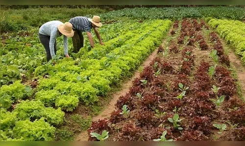 Arapongas convoca agricultores cadastrados no Pronaf