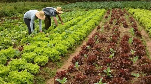 Arapongas convoca agricultores cadastrados no Pronaf