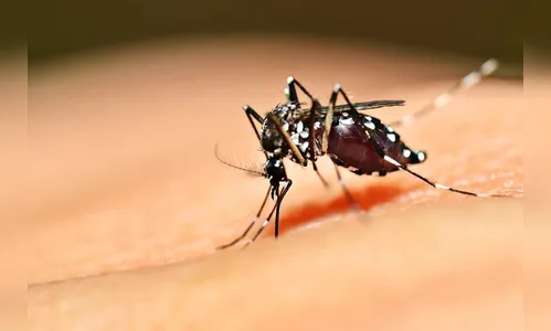 Arapongas registra 72 casos de dengue, aponta Saúde