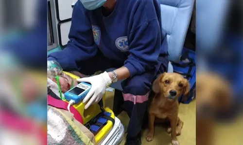 Cachorra entra em ambulância e aguarda tutor no hospital