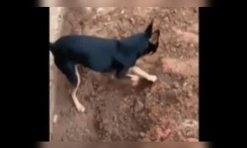 Cachorro Pinscher 'entrega' dono traficante à polícia; veja