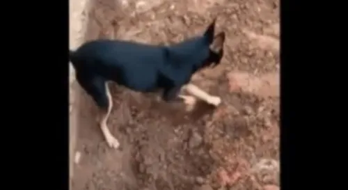 Cachorro Pinscher 'entrega' dono traficante à polícia; veja