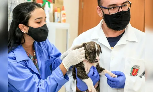 Cachorro é resgatado após ficar mais de 2h trancado em carro