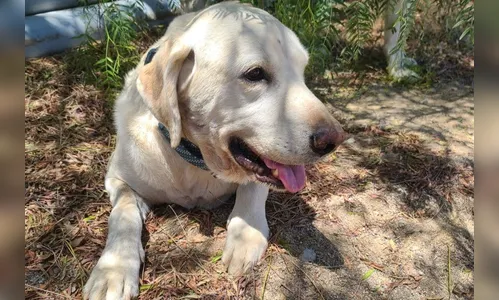 Cachorro sobrevive a picada de cascavel após salvar dono