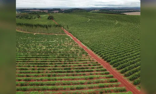 Paraná tem alerta de geada para a região cafeeira