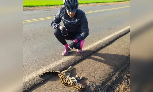 Ciclista encontra filhote de jaguatirica morto em rodovia