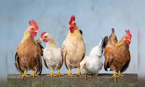 Cidade distribui galinhas para quem vacinar contra a Covid
