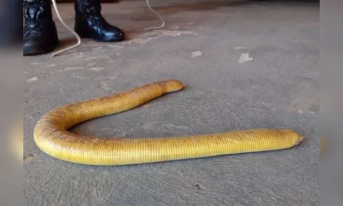 Cobra-cega de um metro é encontrada em residência