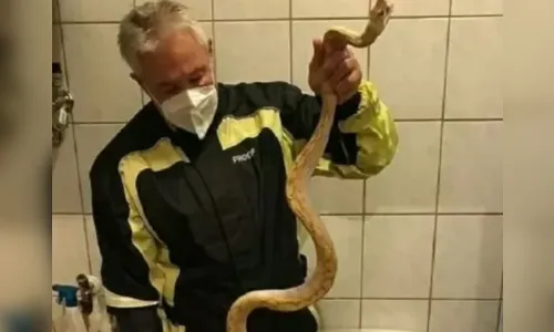 Cobra escondida em sanitário pica regiões íntimas de homem