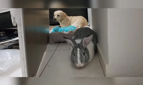 Polícia encontra coelho comendo maconha em residência no PR