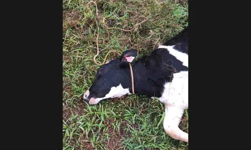 Bezerras morrem enforcadas em tentativa de furto em Ivaiporã