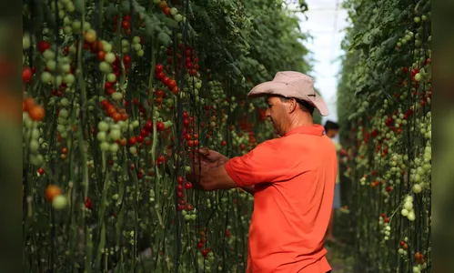 Cresol tem expectativa de recorde de repasse de crédito