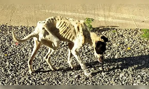 Crueldade: mulher é presa por maus-tratos contra cachorra