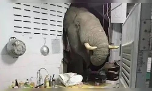 Elefante invade cozinha em busca de alimento; veja