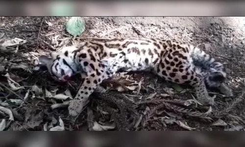 Filhote de Jaguatirica é encontrado morto no Pq da Raposa