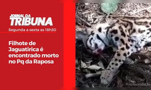 Filhote de Jaguatirica é encontrado morto no Pq da Raposa