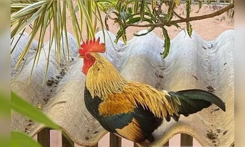 Galo Romeu causa confusão entre vizinhos após cantoria