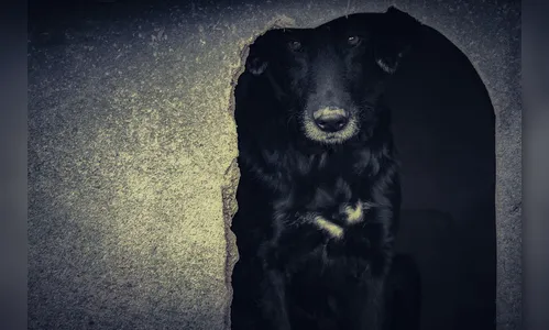 Homem diz que vizinho não cuida do cachorro e chama PM