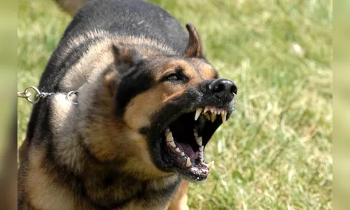 Ladrão tenta assaltar pedestre e é atacado por cachorro