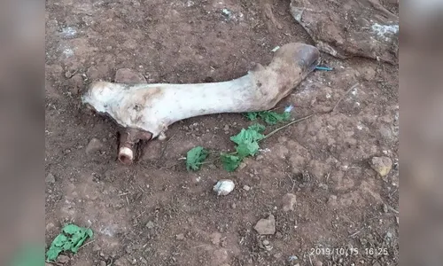 Ladrões abatem novilha em sítio em São João do Ivaí