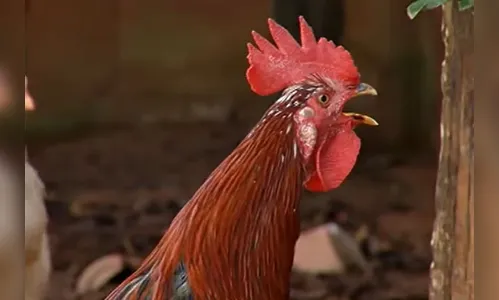 Galo vira caso de polícia após incomodar vizinho no PR