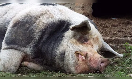 Ladrão furta porco de chiqueiro em sitio de Rosário do Ivaí