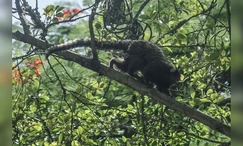 PM averigua denúncia de caça ilegal em Godoy Moreira