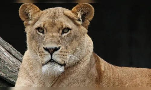 Leoa morre de Covid-19 após surto em zoológico na Índia