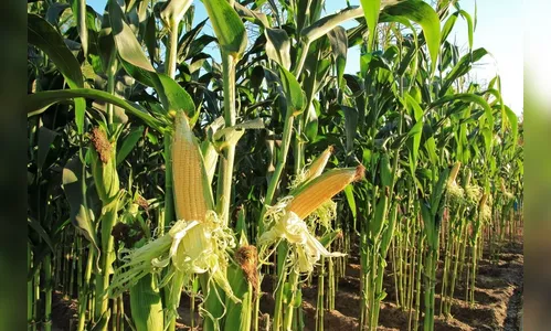 Morador de São Pedro do Ivaí é encontrado morto em plantação