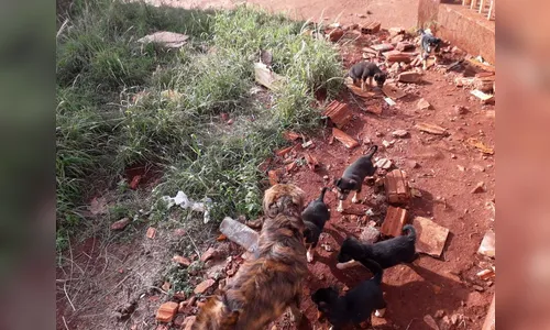 Moradores se mudam e abandonam 8 cachorros em Apucarana