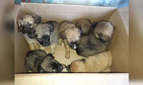 Mulher mente que animais foram abandonados em Apucarana
