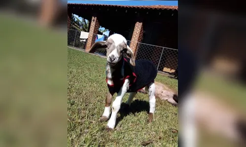 Carneiro rejeitado é adotado por apucaranense; veja