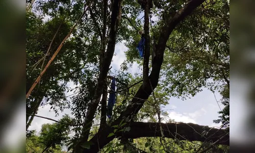 Homem cai de árvore e morre em São Pedro do Ivaí