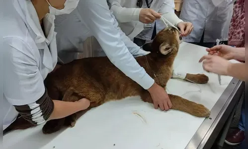 Onça-parda é resgatada às margens de rodovia no Paraná; veja