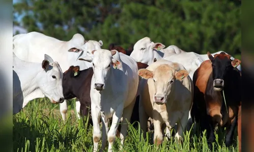 PR conquista certificação de área livre de febre aftosa