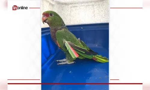 Papagaio em extinção é resgatado no Paraná
