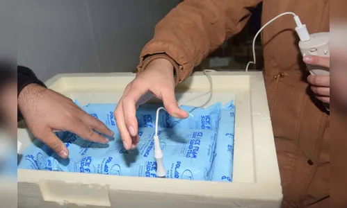 Paraná recebe lote com 145 mil doses da Pfizer