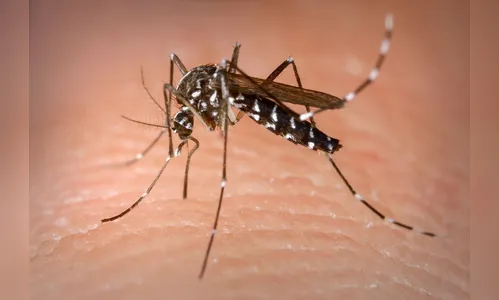 Paraná registra mais 2 óbitos por dengue