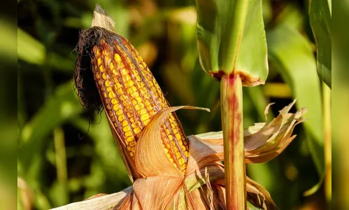 Pesque-pague é alvo de furto de espigas de milho