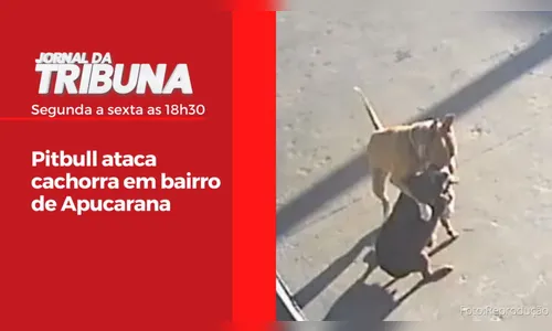 Pitbull ataca cachorra em bairro de Apucarana