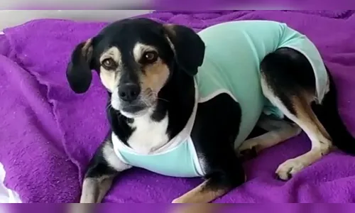 Polícia cumpre mandado em casa de suspeito de atirar em cão