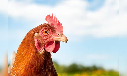 Por que o galo canta de madrugada? Entenda: