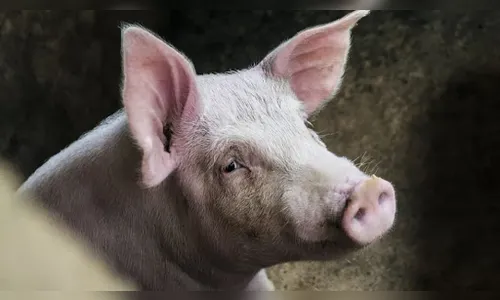 Porcos são furtados pela cerca de propriedade na região