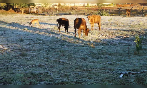 Prepare o bolso: geada deve aumentar preço dos alimentos