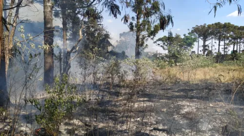 Princípio de incêndio invade área de araucárias em Apucarana