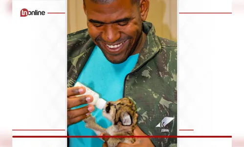 Puma resgatada de incêndio é transferida para zoológico