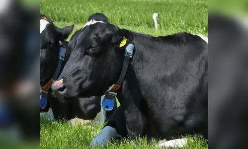 Vaca avaliada em R$ 15 mil é furtada de fazenda da região