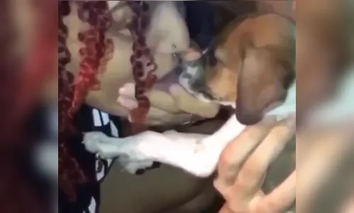 Vídeo: Influencer força cachorro inalar fumaça de maconha